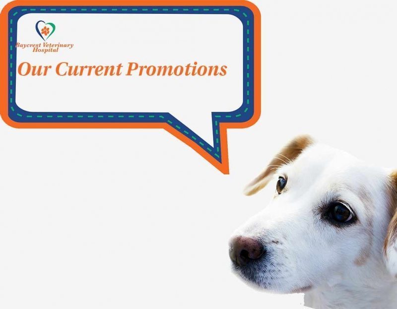 Baycrest Veterinary Hospital