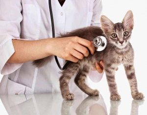 Cheap vet best sale check up