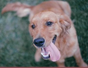 Veterinarian st Petersburg FL