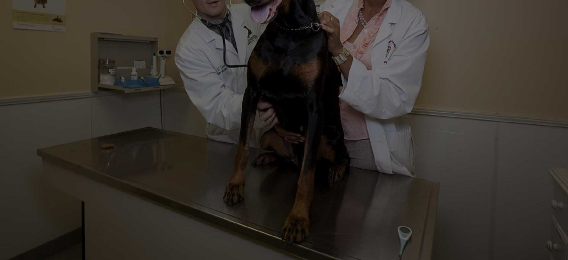 Baycrest Veterinary Hospital