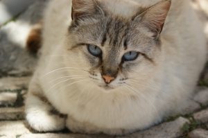 Wellness plans for adult cats by baycrest veterinary clinic in St. Petersburg Fl