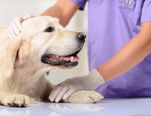 More Accurate Testing & Lower Prices at Baycrest Veterinary Hospital in St. Petersburg